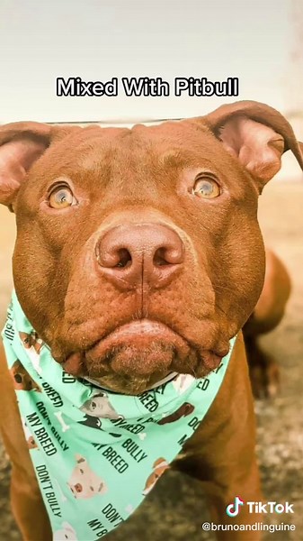 Rhodesian Ridgeback Mixed with Pitbull - A Cute and Unique Mix!