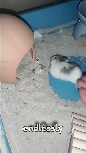 Why is this hamster spinning nonstop? The reason is shocking! #hamster