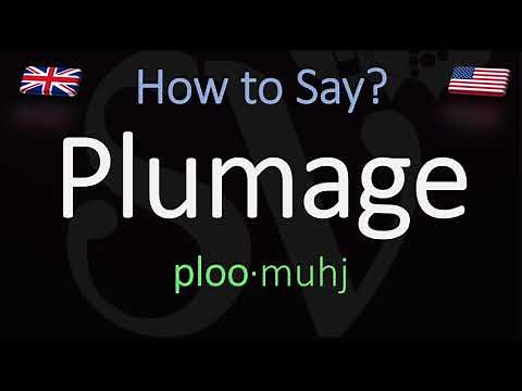 How to Pronounce Plumage? (CORRECTLY) Meaning & Pronunciation