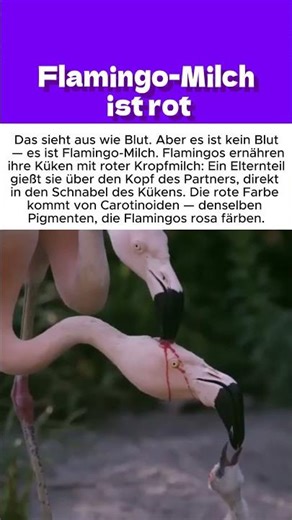 Flamingo Milch ist rot