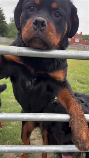 Understanding Rottweilers: A Guide to Their Care