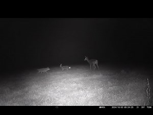 Coyotes Attack Mule Deer!