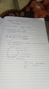 Prophage Meta, Ana, TeloProphage(1) Pro-finst phage - stage(... | Filo