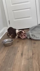 285K views · 22K reactions | Nacho makes us cry. They're both (Nacho and Queso)going to spend the day with the vet tomorrow. They've eaten small meals, you have to be very careful with this level of emaciation. It'll be a long road for sure. Seeing him struggle just to get up both breaks us, and angers us. Thank you guys for sending the donations to help them. It truly takes a village. | Bullies 2 The Rescue | Facebook