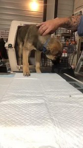 2.7M views · 36K reactions | All we were told is that he was dumped...