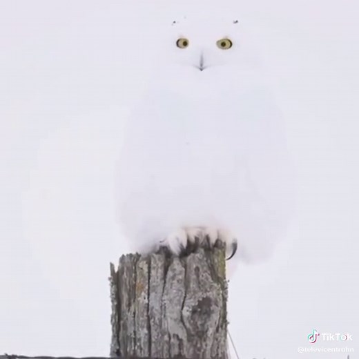 La lechuza blanca: Maestra del camuflaje en la nieve