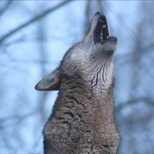 Too rare to remain silent. With only 8 red wolves known to remain in the wild, he could be the last one you hear. #SaveRedWolves | Wolf Conservation Center
