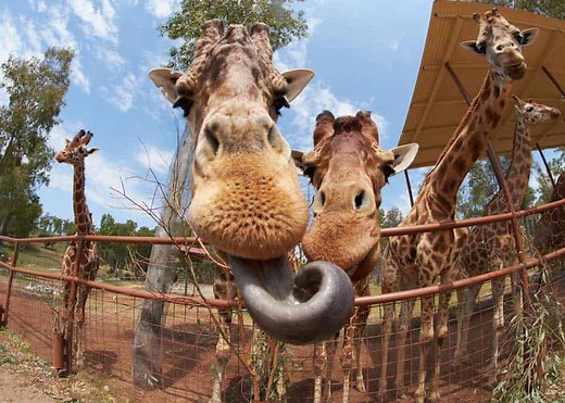9 Giraffe Tongue Facts: Color, Length, 4 Features | Storyteller Travel