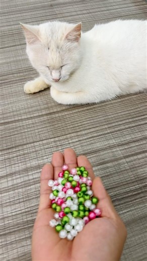 Multi colored balls🌈🔴😜🟢🟣 #colorsky #cat #catvideos #reverse