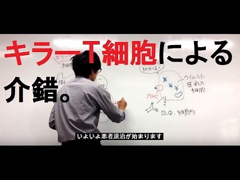 細胞性免疫 高校生物基礎