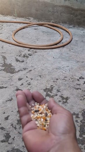 PETERNAK LAYER MANDIRI