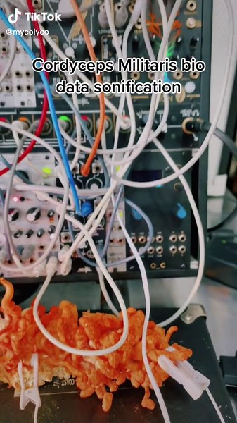 #cordycepsmilitaris #mushroom #mushrooms #mushtok #mycology