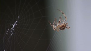 Architecture inspired by spiders