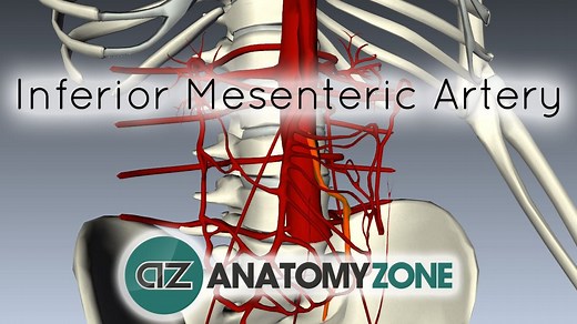 Inferior Mesenteric Artery - 3D Models, Video Tutorials & Notes | AnatomyZone