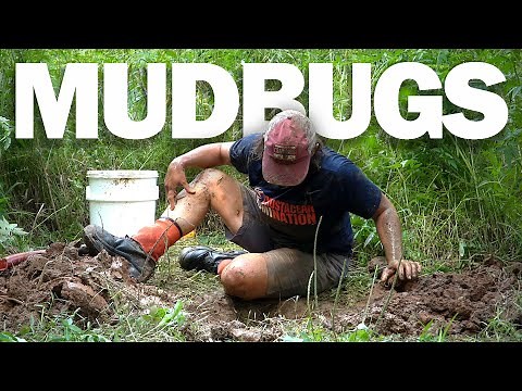 Crayfish Collecting & Curation with a Crustacean Expert!