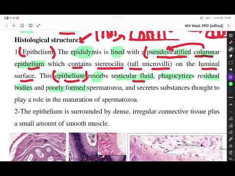شرح لمحاضرة الهستو رقم ٣٦ MALE REPRODUCTIVE SYSTEM مع حل الكويز