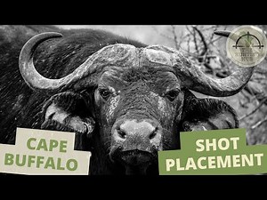 Cape Buffalo Shot Placement | African Safari