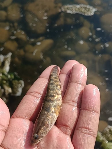 Understanding Fish Care and Their Role in Our Lives