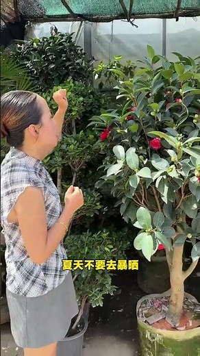 Mastering Summer Camellia Care: Essential Tips for Bloom Success
