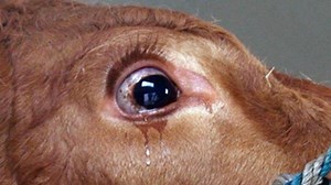 Benarkah Sapi Bisa Menangis dan Sedih Sebelum Disembelih? Dosen Kedokteran Hewan Beri Penjelasannya - Tribunsolo.com