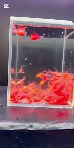 Colourful fish in the aquarium. Dishes also contain colourful fish.