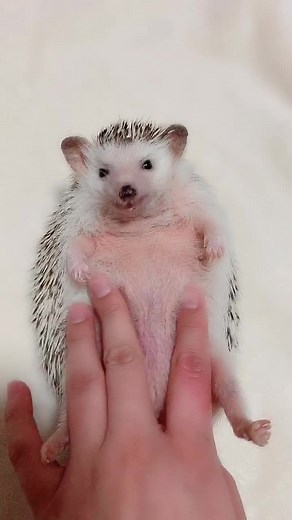 ぐりʕ•̬͡•ʔマッサージ❁2019/05/01投稿#ハリネズミ#ハリネズミのぐり#ペット#自慢のペット#日常をtikる#hedgehog#igel#刺猬