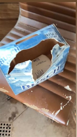 Dr. Marissa Hake | Veterinarian on Instagram: "Medical professional and professional improvisor @buschbeer the official beer of preg check"