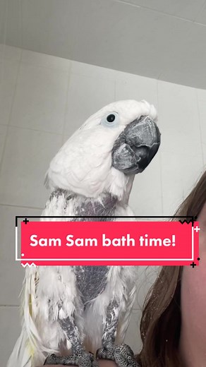 Sam Sam is a very old man for a cockatoo, (over 57 years old!) he has some health problems due to age and also due to past trauma continues to have a barbering issue where he chews his feathers which is why he always looks so dishevelled. Some parrots that are pluckers and barberers even after they are rehomed to good homes continue their bad habits. Although Sam Sam has definitely improved in the years he has lived with us, some of his feathers will never grow back due to follicle trauma. Sam S