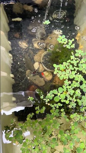 DIY Koi Pond Filter Build 🐟💧 | Easy Pond Filtration Upgrade