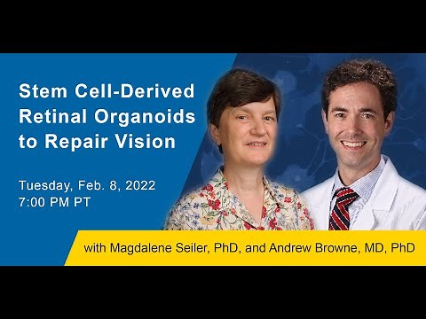 Stem Cell-Derived Retinal Organoids to Repair Vision