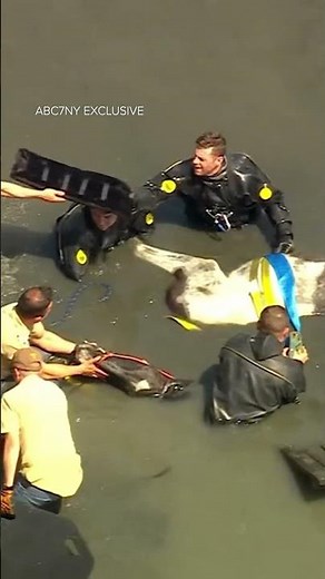 Horse rescued after getting stuck in the mud