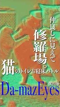 仲良しに見えて修羅場。猫のトイレ＆寝床バトル【ダーマツ獣医師】