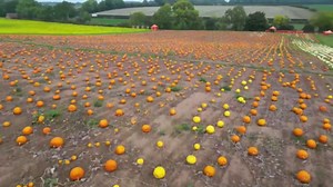 Incredible pictures show 40,000 pumpkins ready to be picked for Halloween