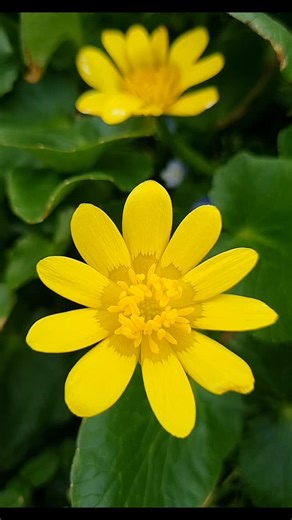 Gülerin Çiçek Dünyası on Instagram: "💛 Küçük Kırlangıçotu Çiçeği 💛 (Ficaria verna) Diğer bilinen adıyla Sarı Düğün Çiçeği Parlak sarı çiçekleri ve etli, parlak yeşil yapraklarıyla ilkbaharın müjdecisidir. Güneşi görünce açar, akşamları kapanır. 🍃🌼🍃 💛 Little Celandine Flower 💛 (Ficaria verna) Also known as Yellow Buttercup, it is a harbinger of spring with its bright yellow flowers and fleshy, glossy green leaves. It opens when it sees the sun and closes in the evenings. 🍃🌼🍃 . . . . #fl