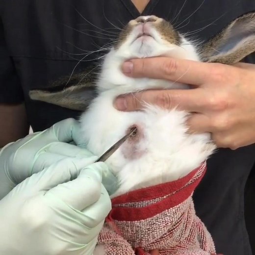 Cuterebra Infestation in Bunny Resolved by Veterinarian