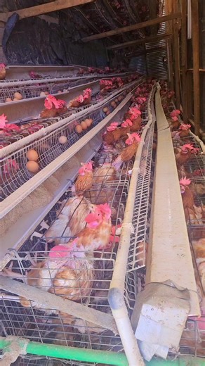 Managing Feed for Egg Production in Poultry Farming