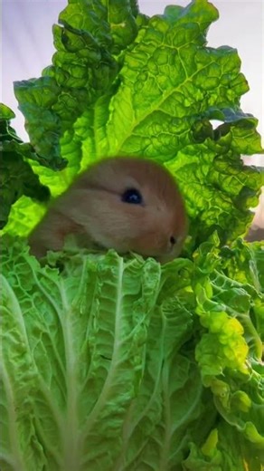 Adorable Bunny Feasting Small Rabbit Enjoying Wombok Cabbage on Cabbage Tree 🐰🥬 #petbunny #bunnys