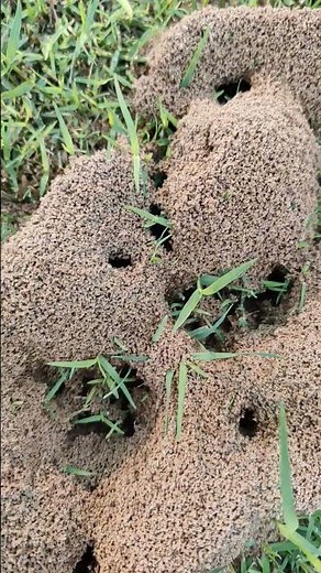Red Ant Colony