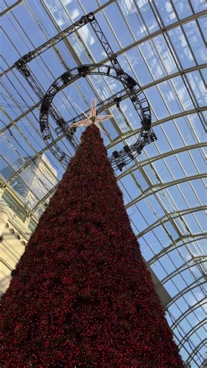 The biggest Christmas Tree 🎄 (114 feet) 🇨🇦 | Canada Brands