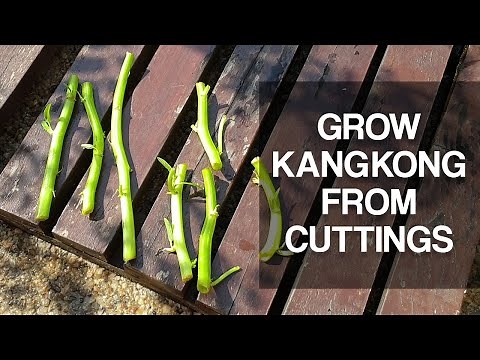 EASIEST WAY TO GROW KANGKONG | Grow from cuttings, easy steps.