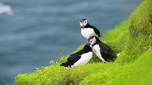 358 reactions · 43 shares | Meet the Atlantic Puffin European IUCN status: Endangered ⚠️Main threats: #Overfishing leading to food shortage ️ Many puffins use #NACES as their wintering spot! Sign our petition to effectively protect this area✍️ https://www.birdlife.org/news/2023/04/24/protecting-a-seabird-haven-from-seafloor-to-sea-surface/ | BirdLife Europe and Central Asia | Facebook