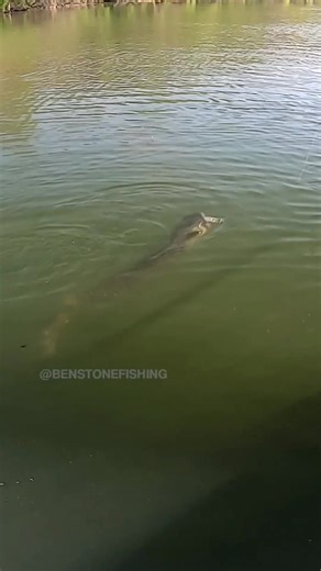 EPIC SLOW MOTION MUSKY STRIKE! #musky #fishing | Ben Stone