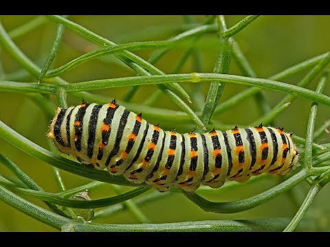 Metamorphosis (Swallowtail)