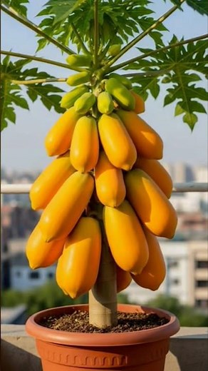 How to growing papaya trees from papaya fruit to produce larger fruits. #grafting #grow #papaya