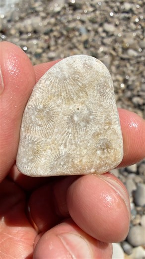 Michigan Rocks on Reels