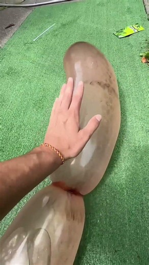 I tested the strength of the rubber snake... but the ending was shocking!