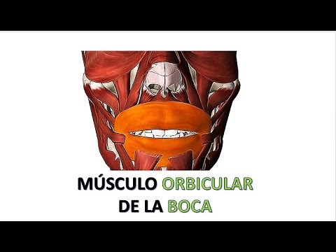 MÚSCULO ORBICULAR DE LA BOCA 3D