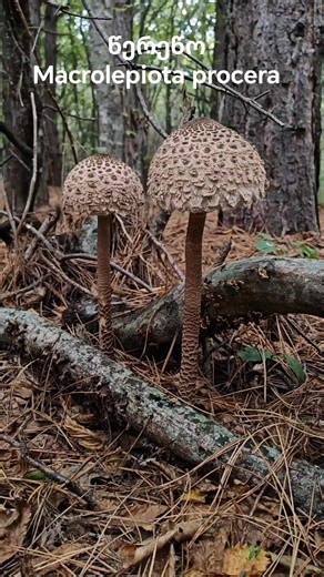 წერეწო Macrolepiota procera ♥️ | Georgian Mushroom Company