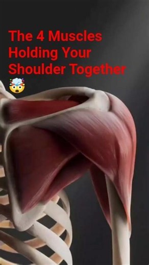The 4 Muscles Holding Your Shoulder Together 🤯#3d #facts #muscles #medicalanimation #humananatomy