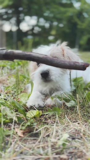 ..just a baby 🐾 #dog #dogsoftiktok #jackapoo #jackrussell #terrier #baby #puppies #puppiesoftiktok #boydog #happy